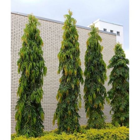 Ashoka Tree
