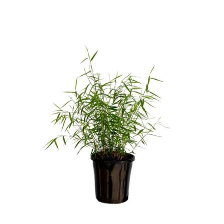 Bamboo Grass