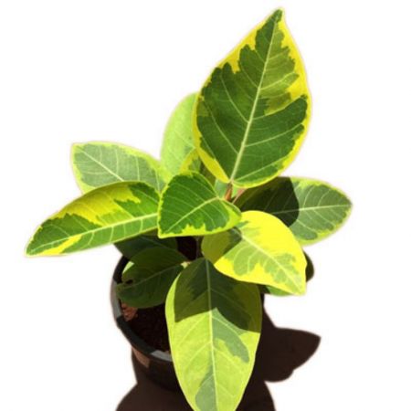 Banyan Tree Variegated