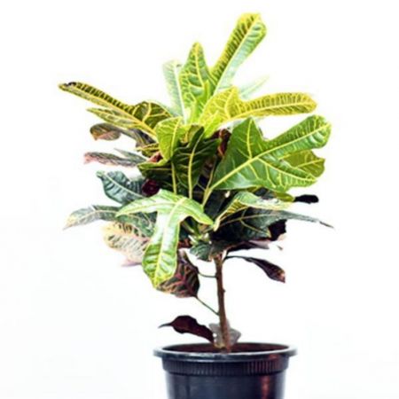 Croton Plant duck foot - Plant with nursery cover