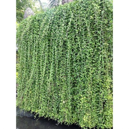 Curtain creeper,Vernonia creeper-Plant
