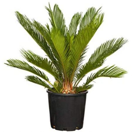 Cycas Plant