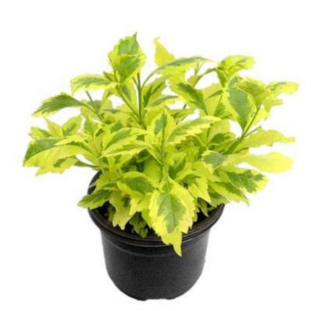 Duranta Golden Edge
