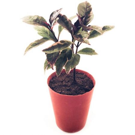 Eranthemum Purpureum