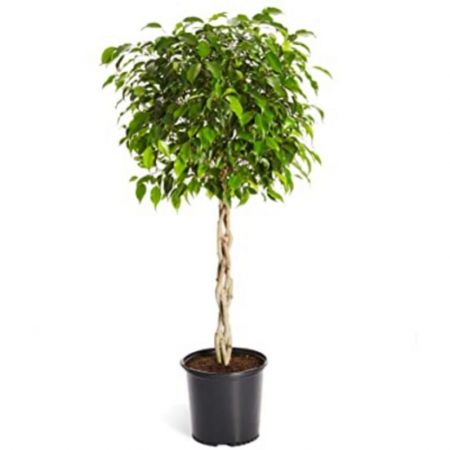Ficus Benjamina