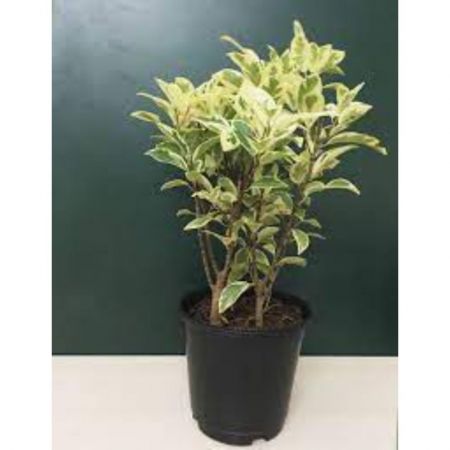 Ficus Compacta Variegated - Plant with nursery cover