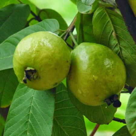 Guava Tree, Psidium guajava- plant