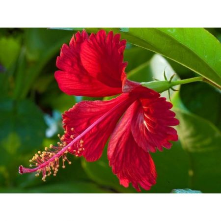 Hibiscus, Gudhal Flower (Red) - Plant