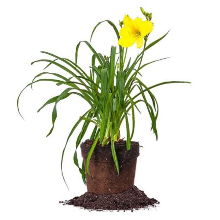 Hemerocallis, Day Lily ,Yellow day lily - Plant