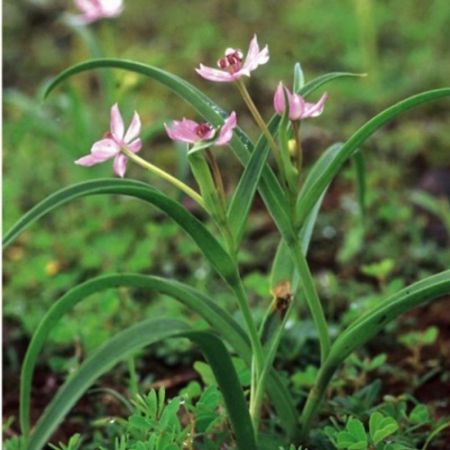 Iphigenia, Ran Lahsun - Plant
