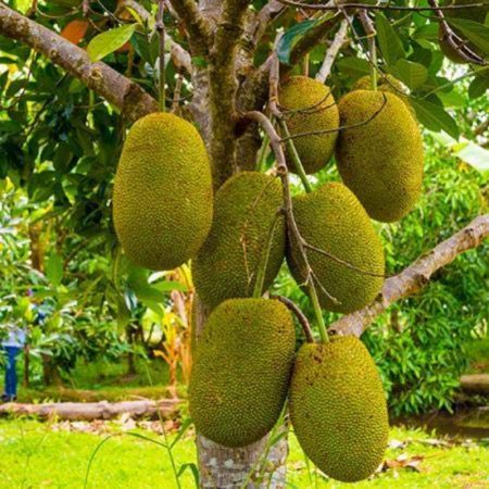 Jack Fruit, Artocrpus heterophyllus- Plant