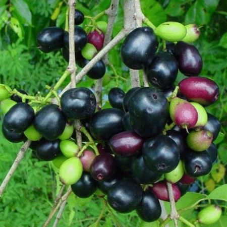 Jamun Tree, Syzygium cumini, Black Plum, Naaval pazham- Plant