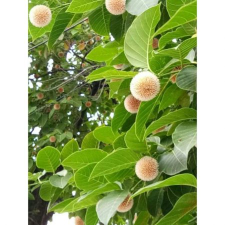 Kadam Tree, Kadamb,Burflower-tree - Plant