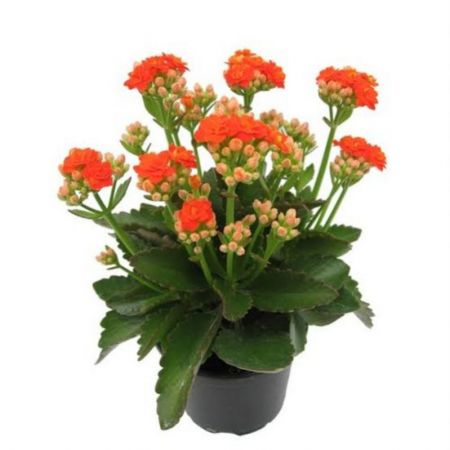 Kalanchoe (orange) - Plant