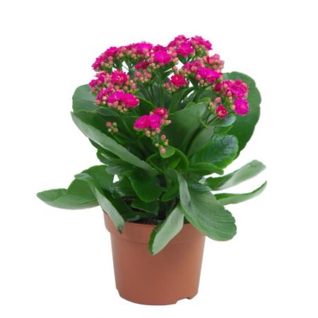 Kalanchoe (Pink) - Plant