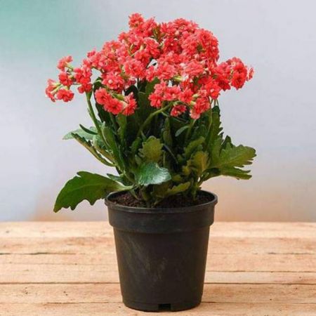 Kalanchoe (red) - Plant