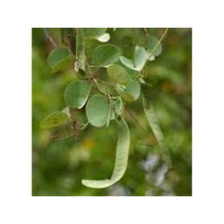 Katmauli, Bidi Leaf Tree, Apta - Plant