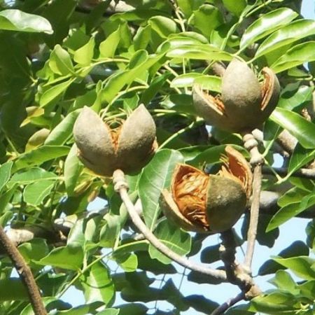 Khaya Senegalensis,mahogany ,Mahagani- Plant