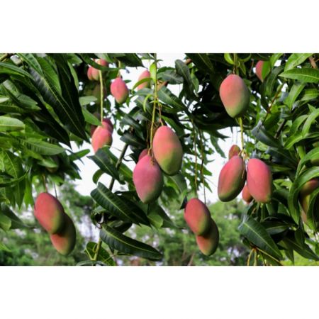 Mango Tree, Mangifera indica,- Plant