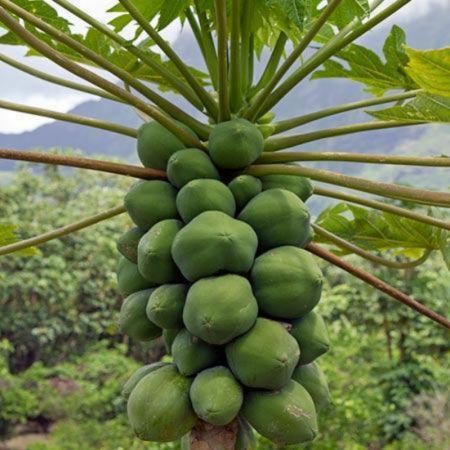 Papaya Plant , Carica papaya - plant