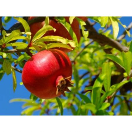 Pomegranate, Punica granatum -plant