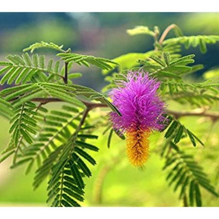 Shami Tree, Prosopis cineraria ,Vanni PLant- Plant