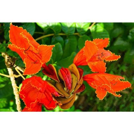 Spathodea Campanulata, Fountain Tree - Plant