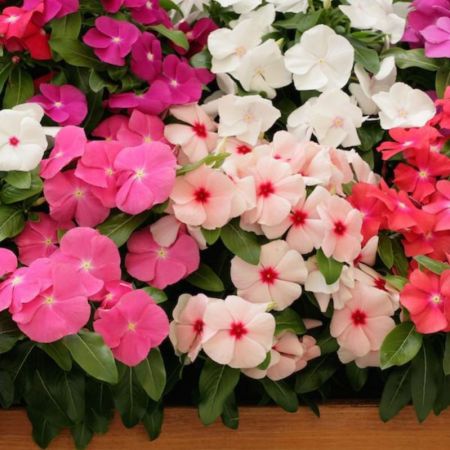 Vinca, Periwinkle Plant