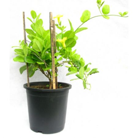 Allamanda Creeper yellow