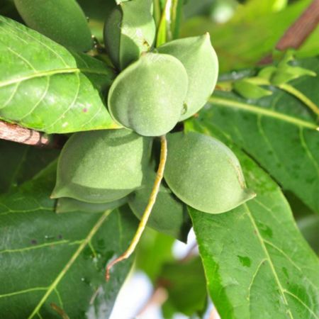 Badam Tree