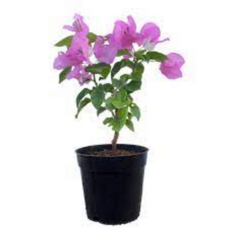Bougainvillea Dwarf (Pink) - Plant
