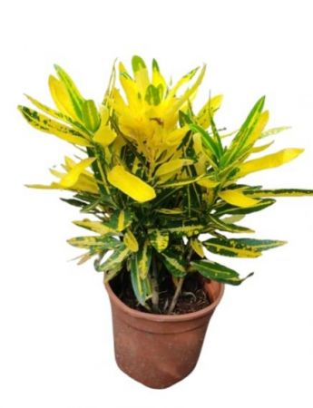 Croton Banana Leaf Plant with 5 inch pot