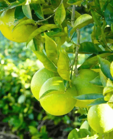 Saathukodi Plant with nursery cover