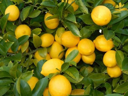 Seedless Lemon Plant with 13*13 nursery cover